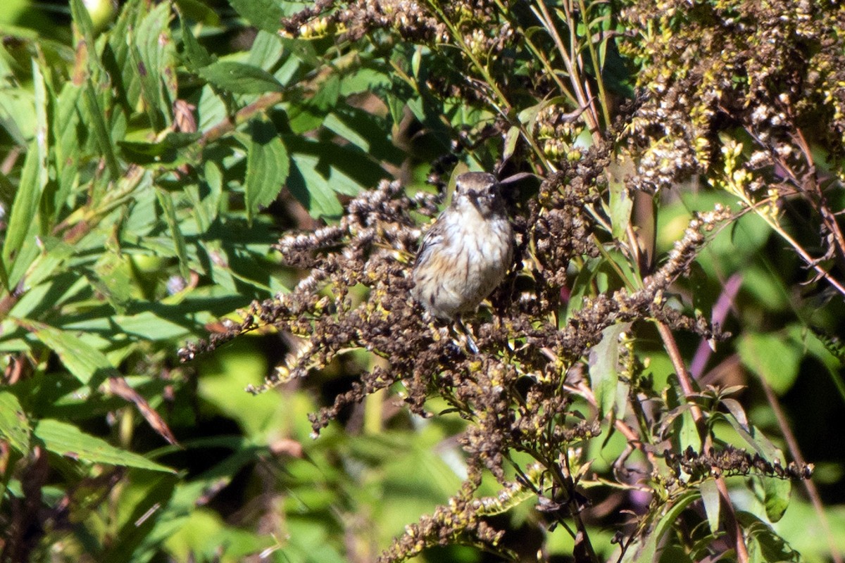 Yellow-rumped Warbler (Myrtle) - ML371346231