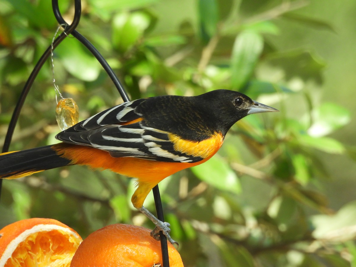 Baltimore Oriole - Louise Haney