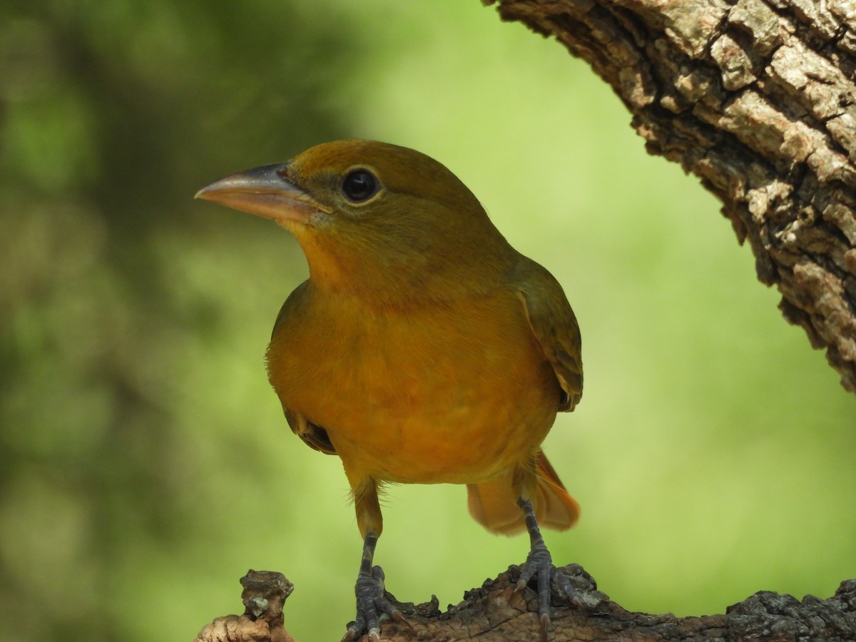 Summer Tanager - Louise Haney