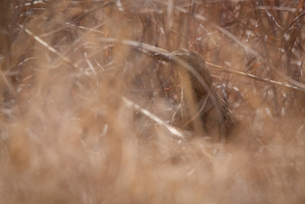 Transvaal Toygarı - ML371350231