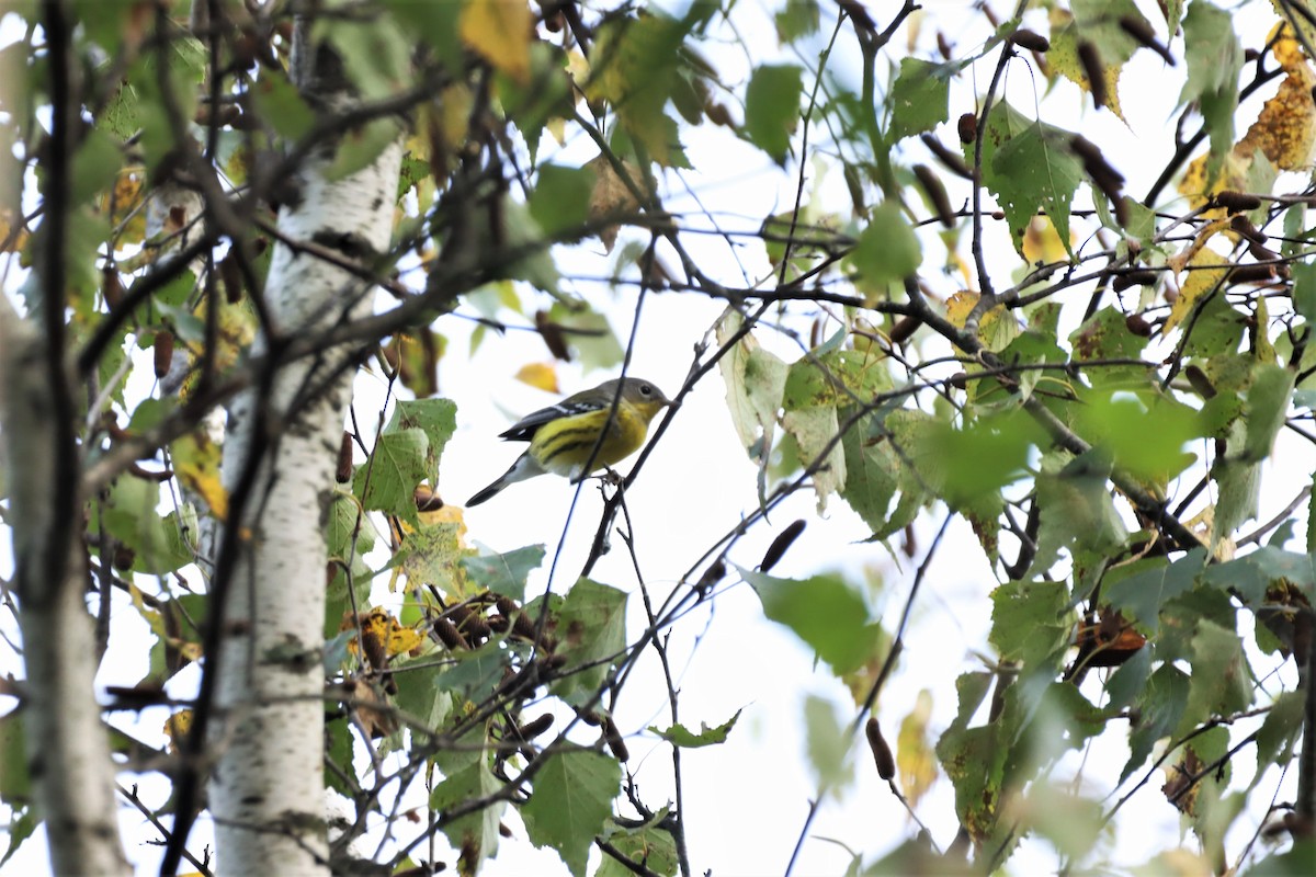 Magnolia Warbler - ML371351331