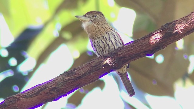 Western Striolated-Puffbird - ML371352171