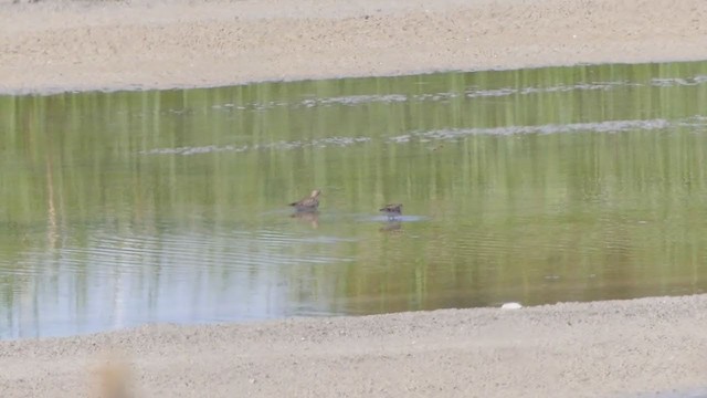 Pectoral Sandpiper - ML371352931