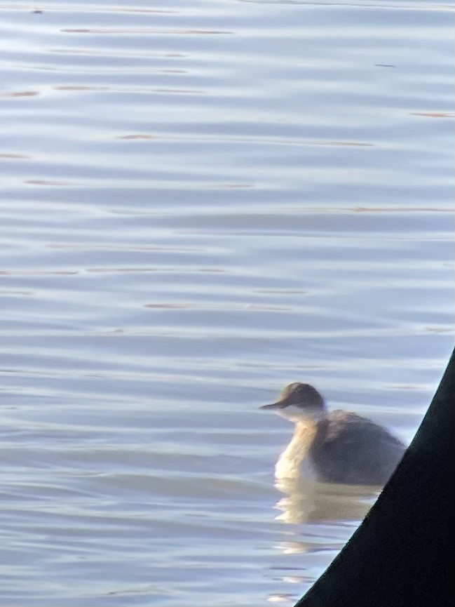 Eared Grebe - ML371353991