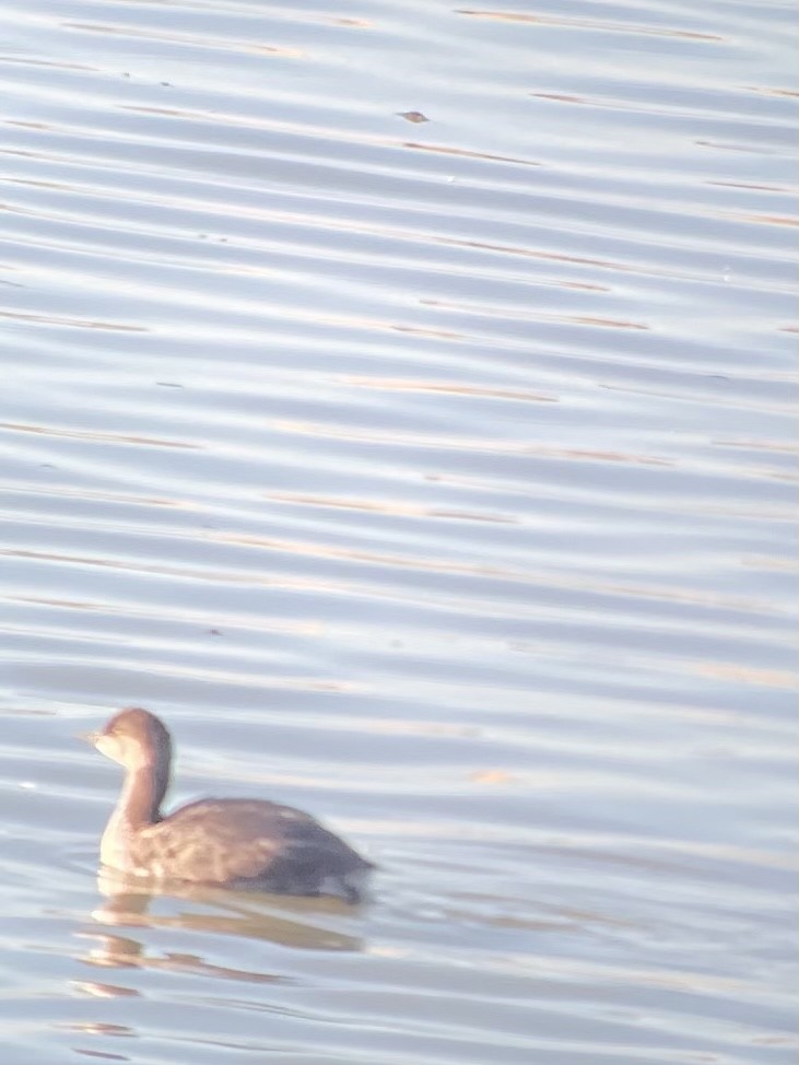 Eared Grebe - ML371354001