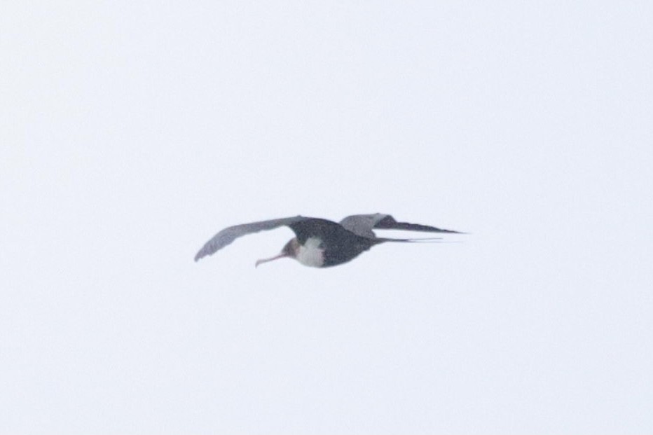 Great Frigatebird - ML371354201