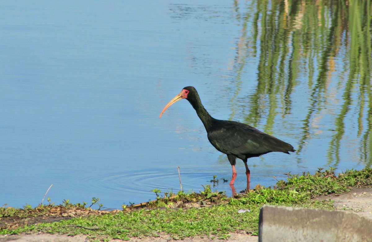 rødmaskeibis - ML371354691