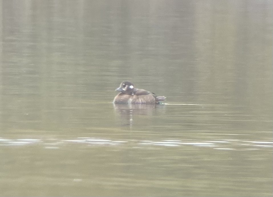 Harlequin Duck - ML371354781