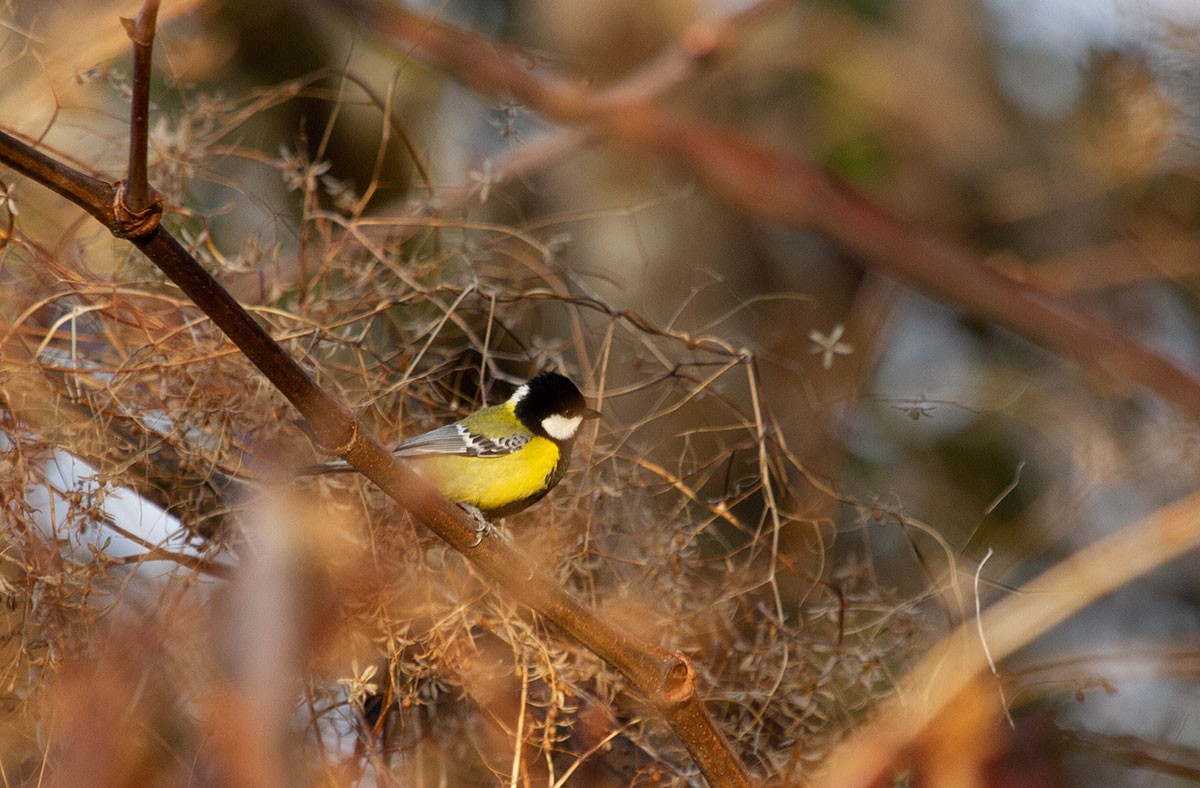 Green-backed Tit - ML371355051