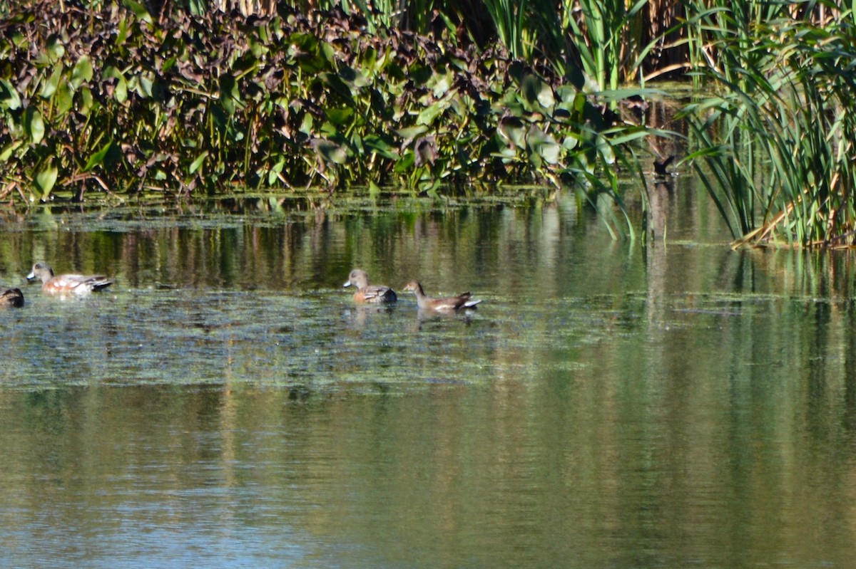 Gallinule d'Amérique - ML37135621