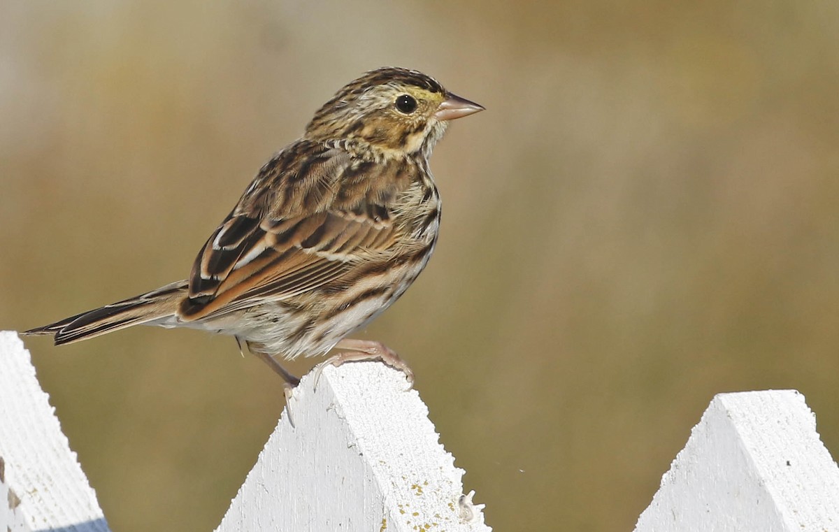 Savannah Sparrow - ML371356271