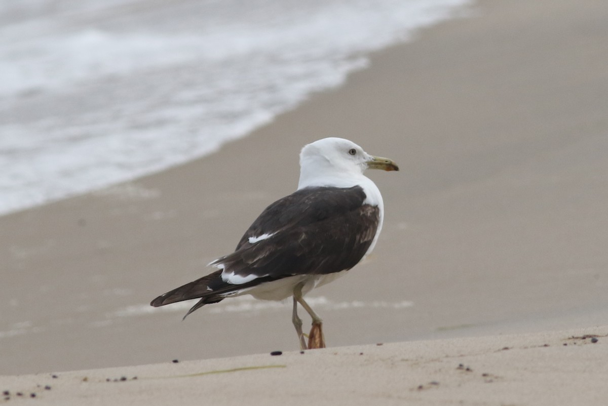 Lesser Black-backed Gull (fuscus) - ML371356601
