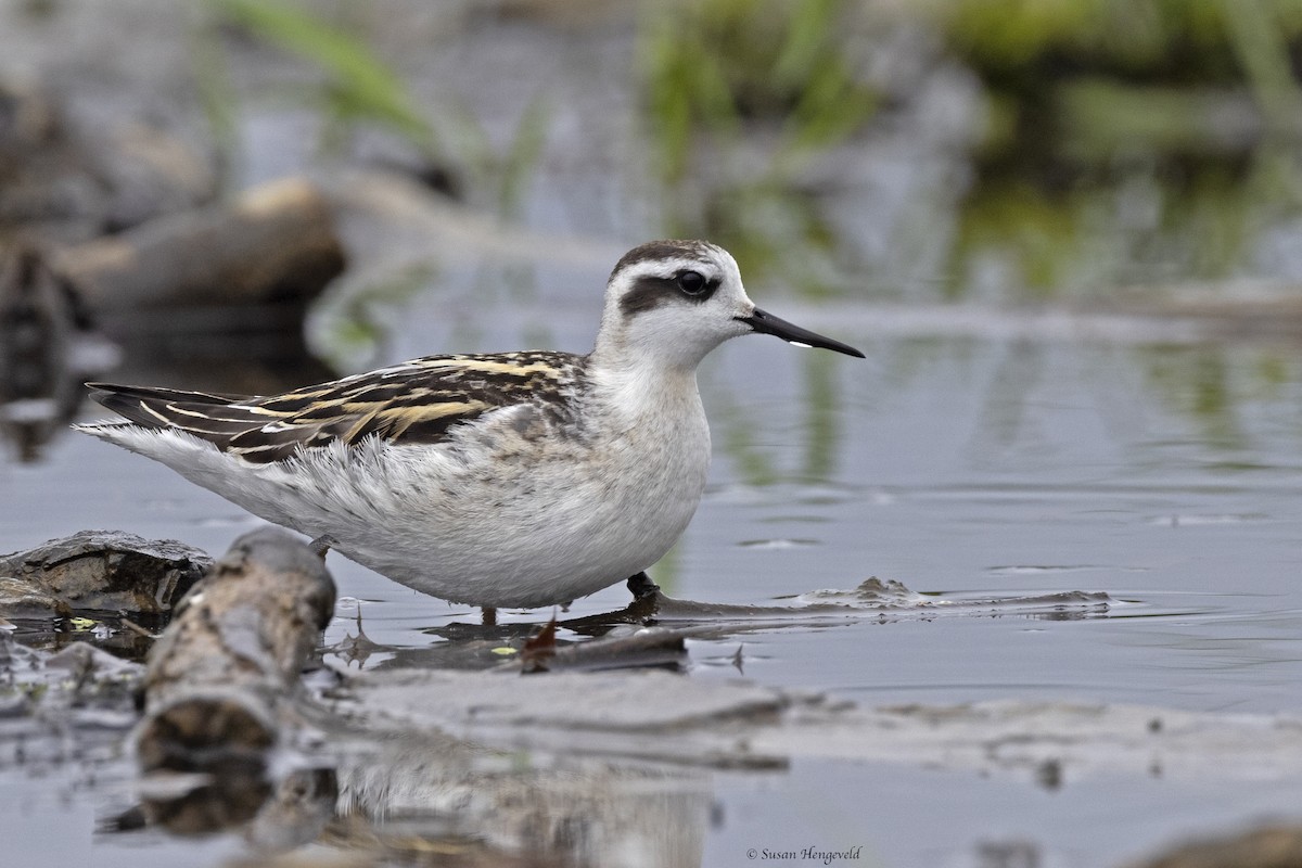 Red-necked Phalarope - Jim Hengeveld