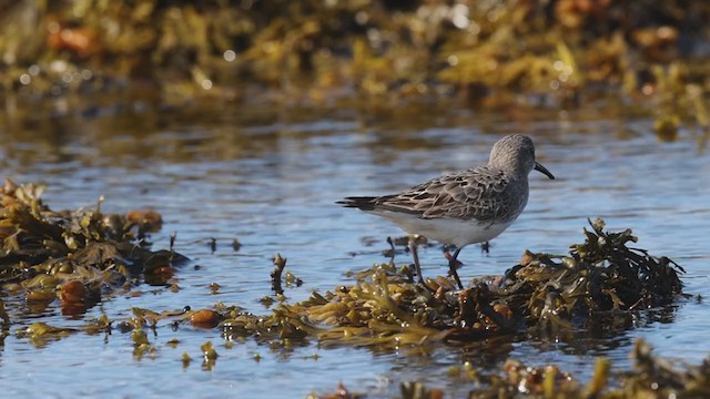 White-rumped Sandpiper - ML371360421