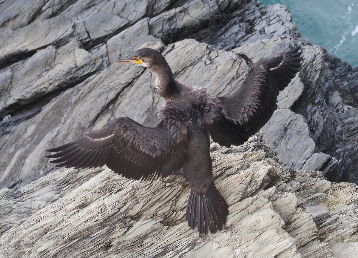 Japanese Cormorant - Konstantin Akmarov