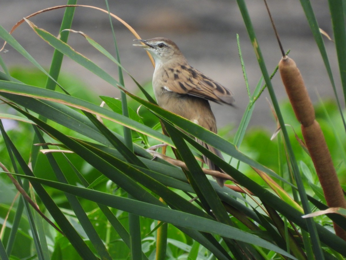 Striated Grassbird - Lakshmikant Neve