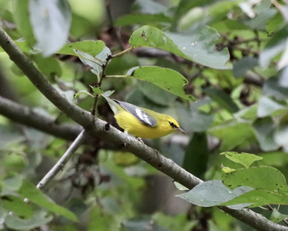 Blue-winged Warbler - ML371361611