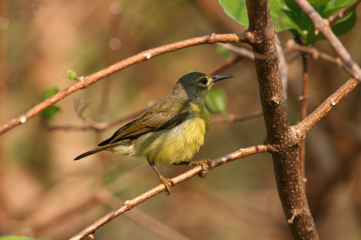 Brown-throated Sunbird - Rainer Seifert