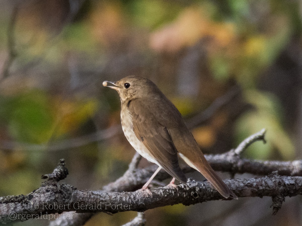 Hermit Thrush (faxoni/crymophilus) - ML37136461