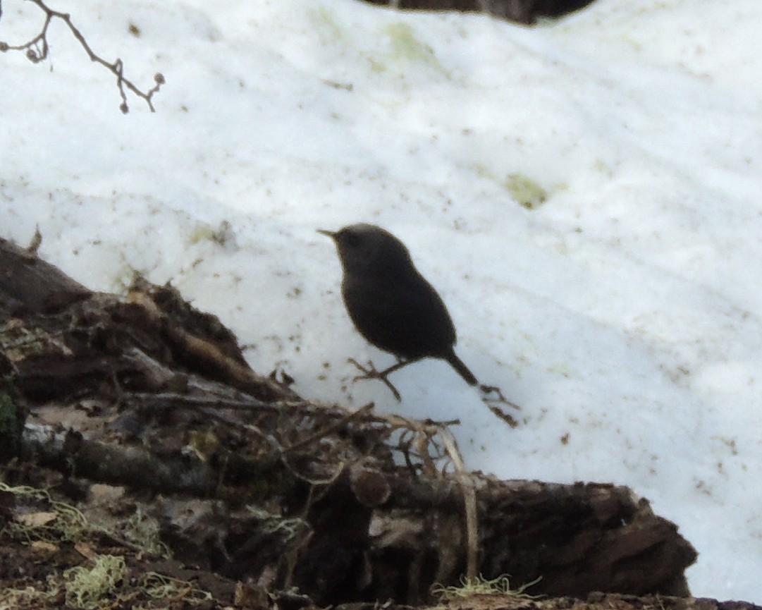 Magellanic Tapaculo - ML371364691