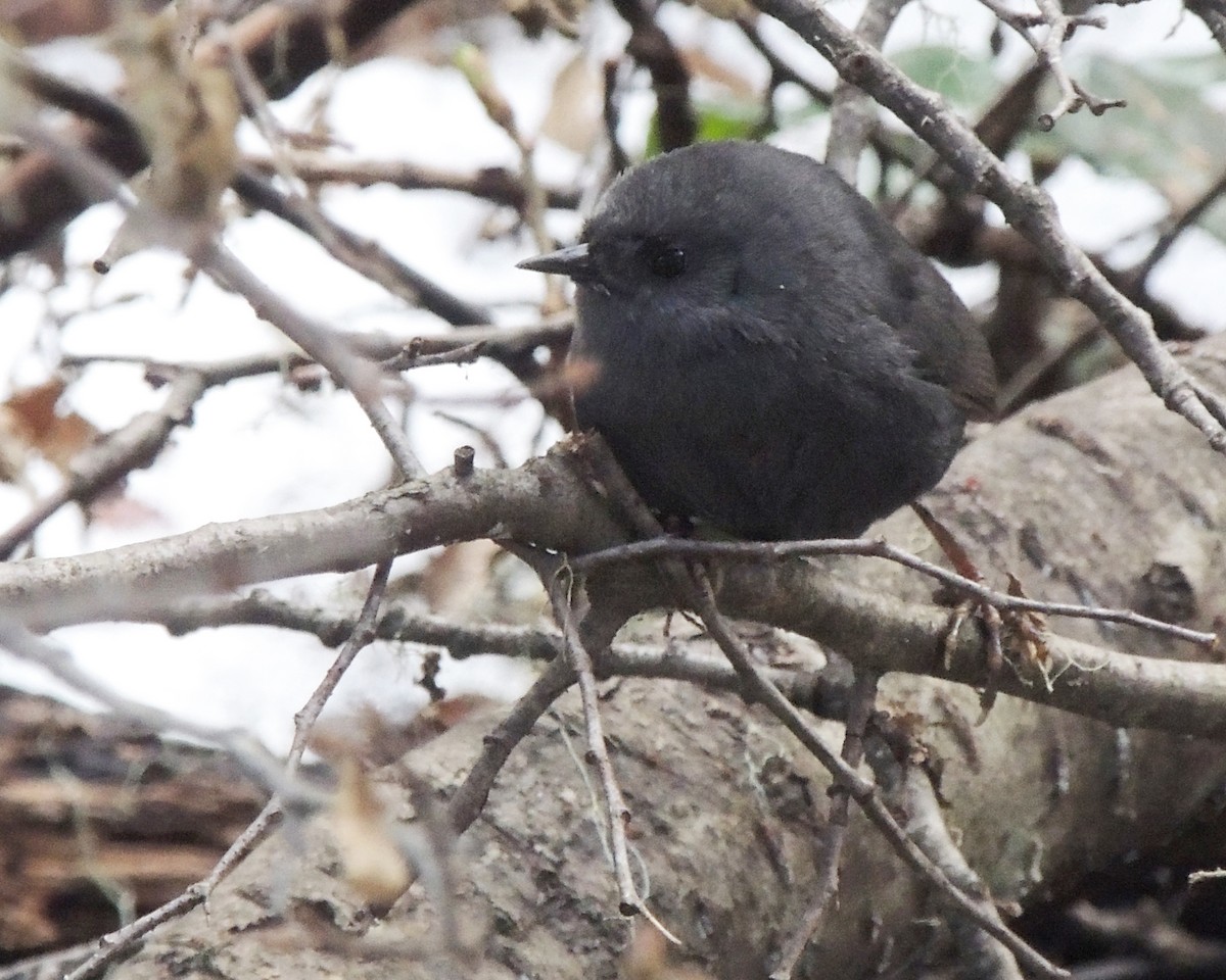 Magellanic Tapaculo - ML371364711