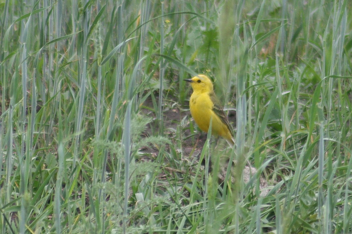 Western Yellow Wagtail - ML371365021