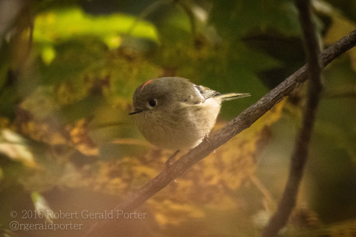 Ruby-crowned Kinglet - ML37136511