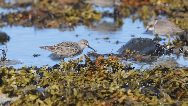 White-rumped Sandpiper - ML371365451