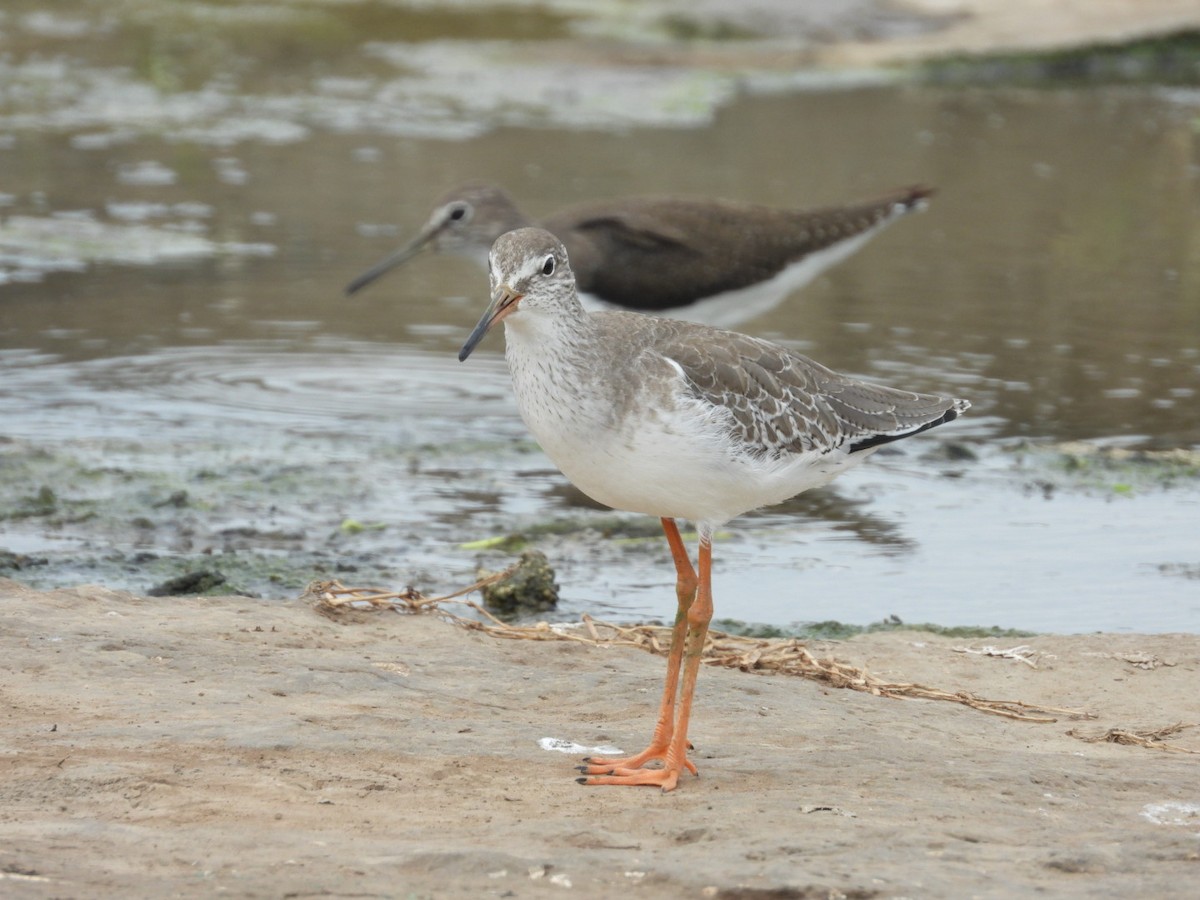 Common Redshank - Lakshmikant Neve