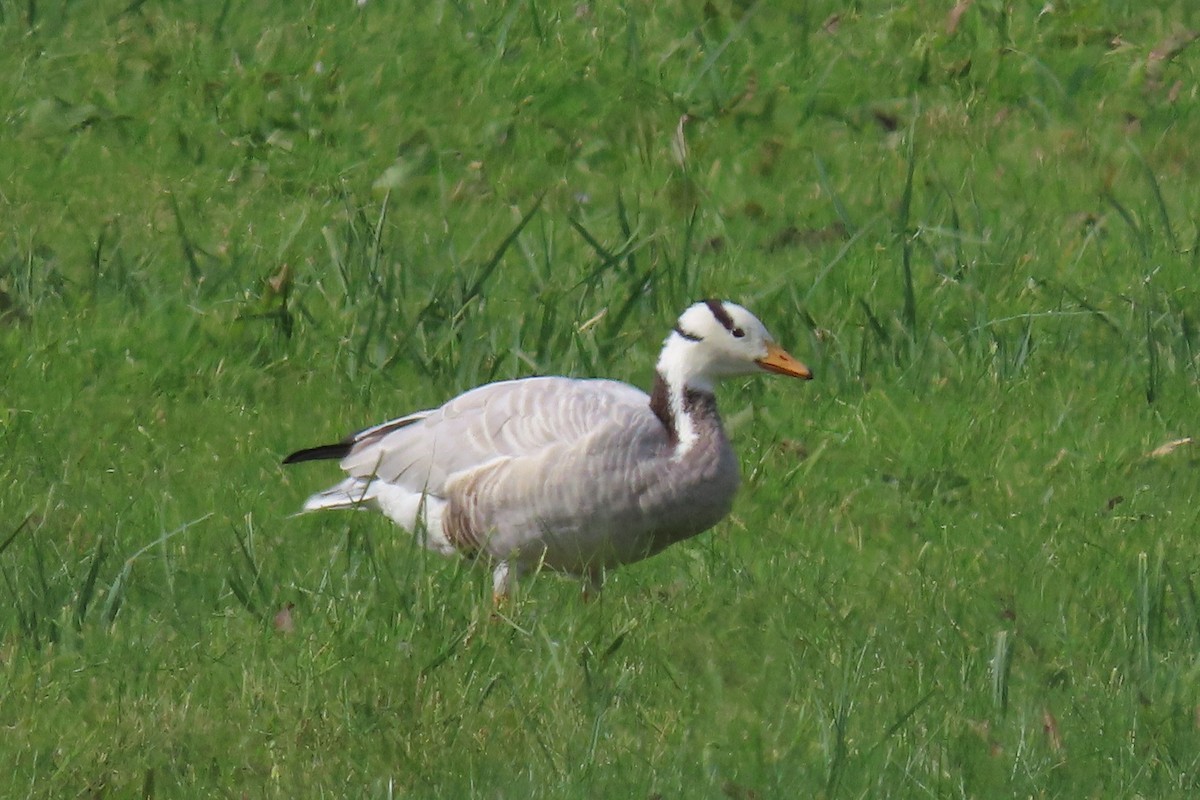 Bar-headed Goose - Jan de Groot