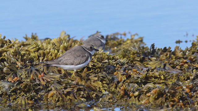 Semipalmated Plover - ML371367091