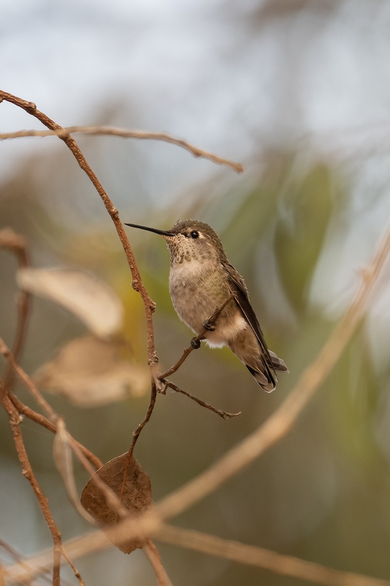 Colibri d'Anna - ML371367111