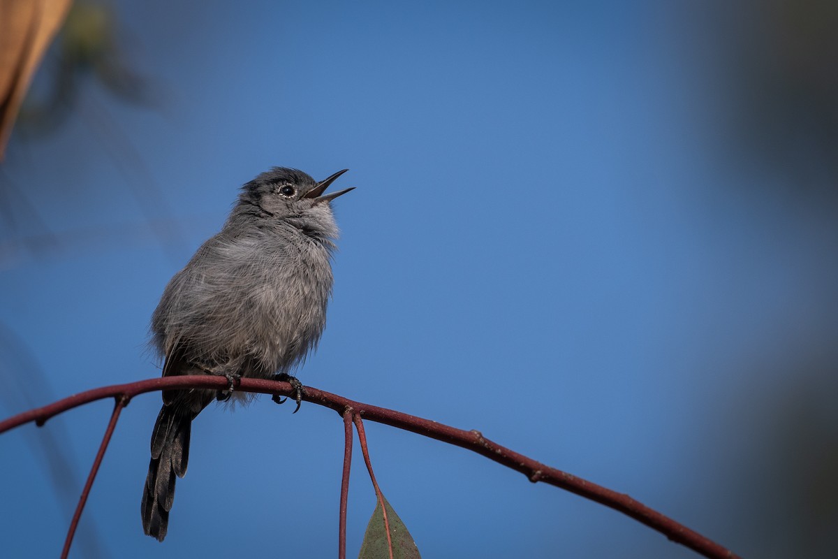 California Gnatcatcher - ML371367361