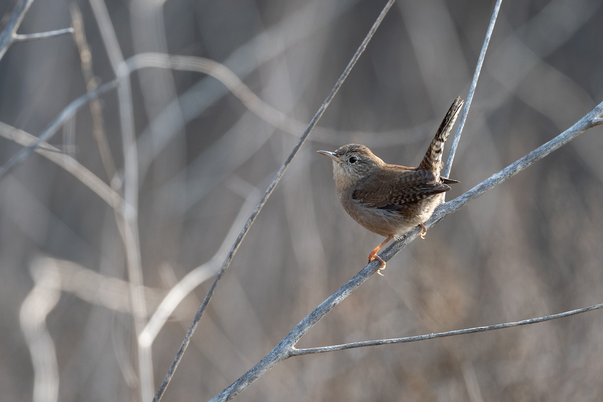 House Wren - ML371367371