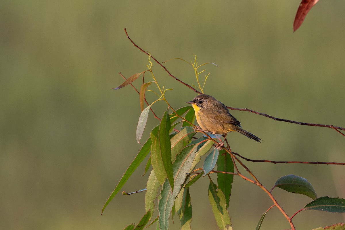 Common Yellowthroat - ML371367441