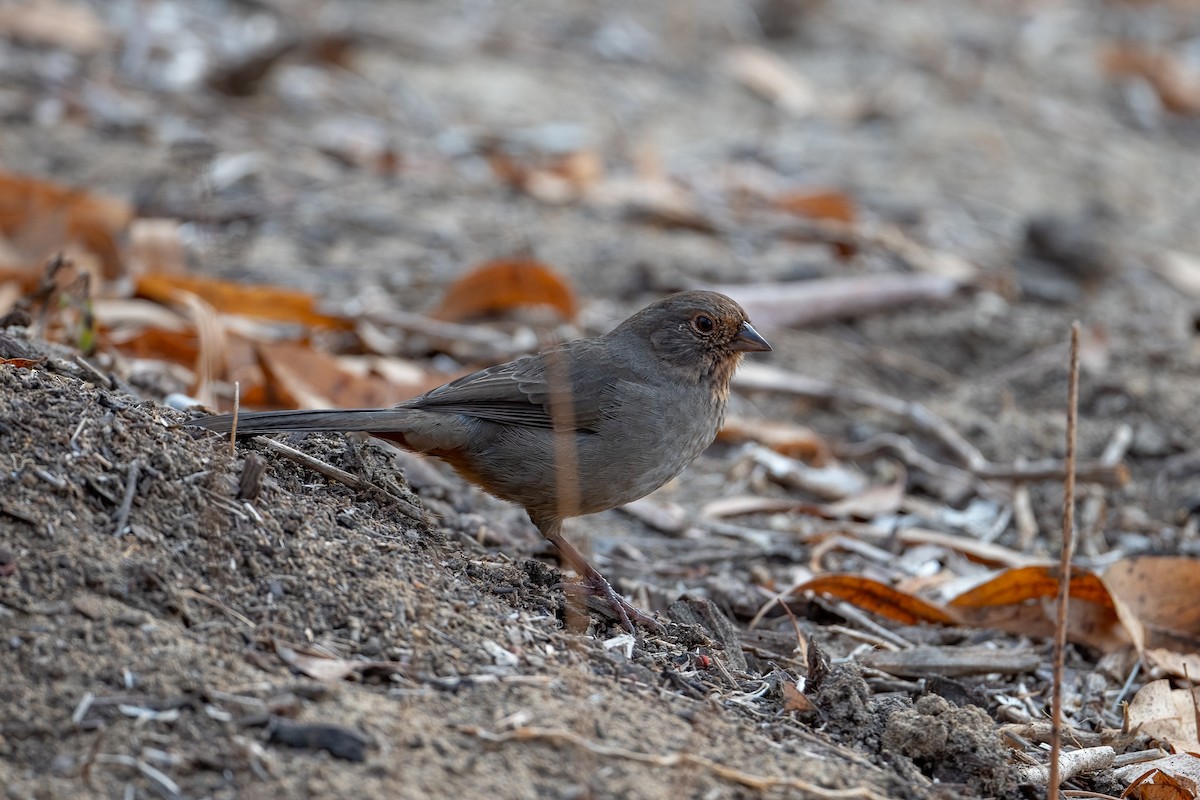 California Towhee - ML371367451