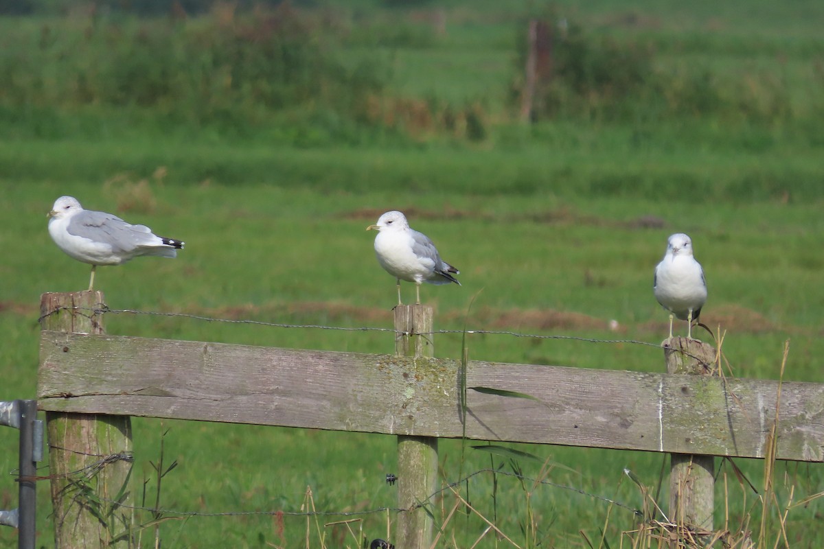 Common Gull - ML371368011