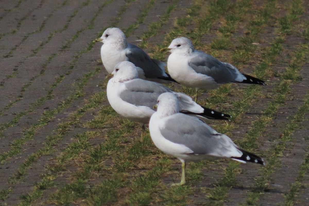 Common Gull - ML371368021