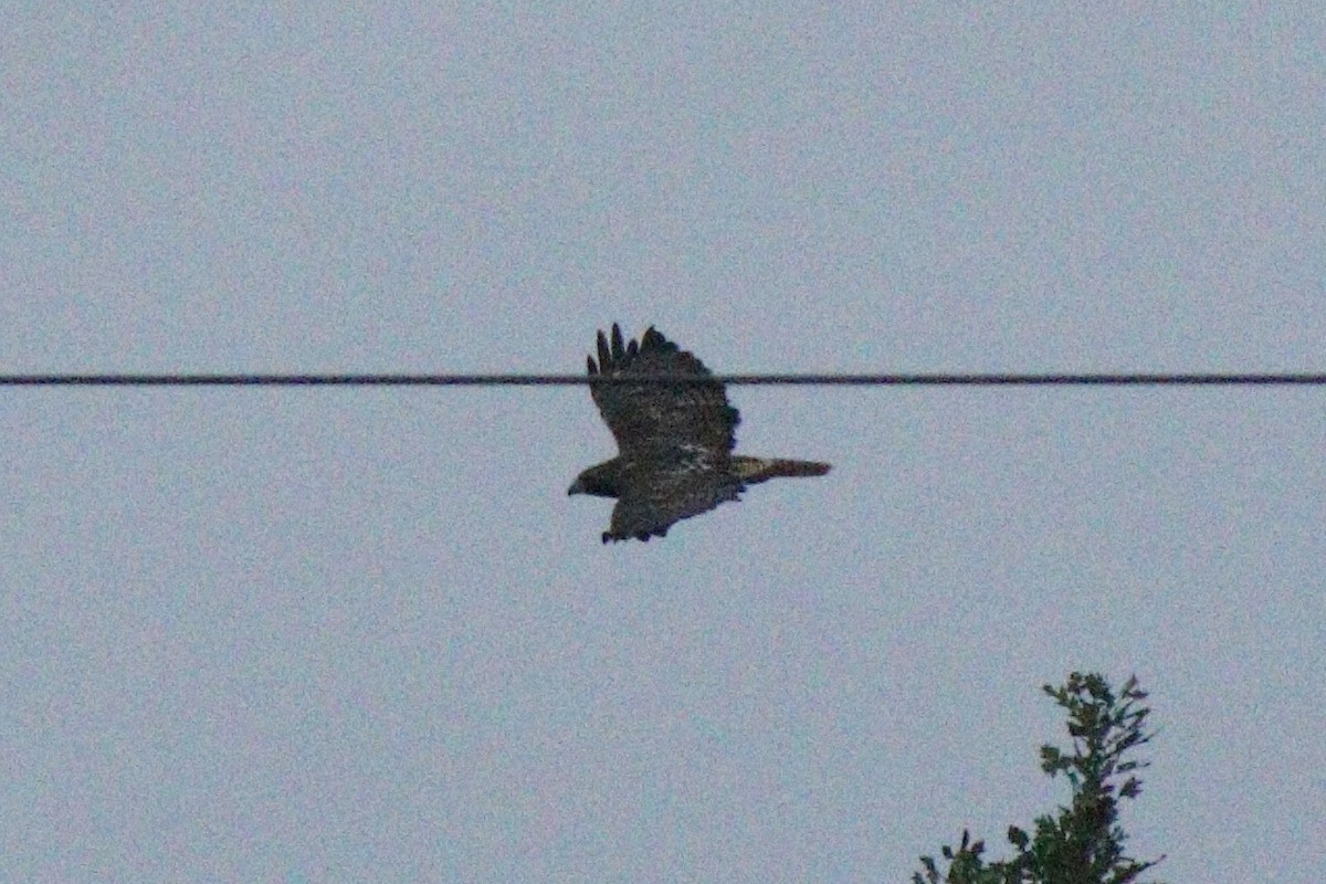 Red-tailed Hawk (abieticola) - ML37136821