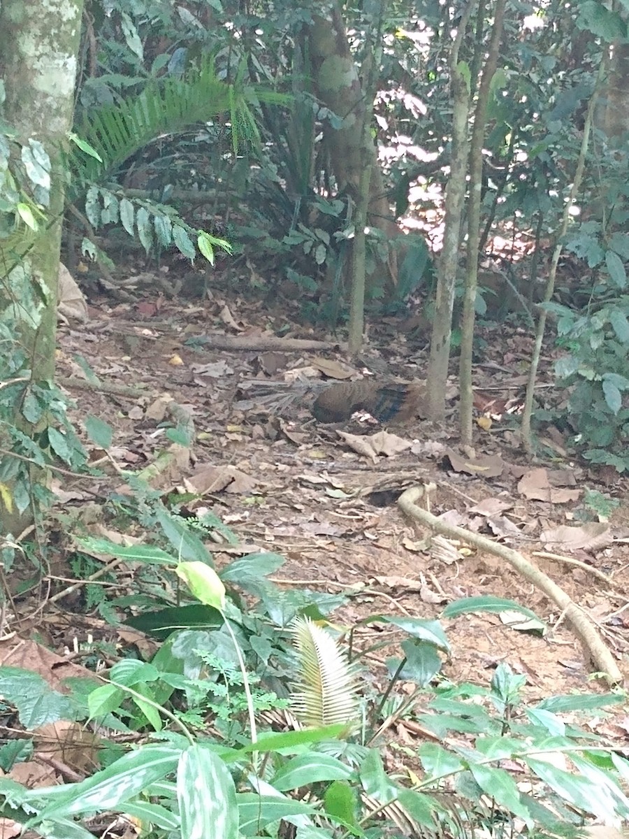 Malayan Peacock-Pheasant - Lars Mannzen