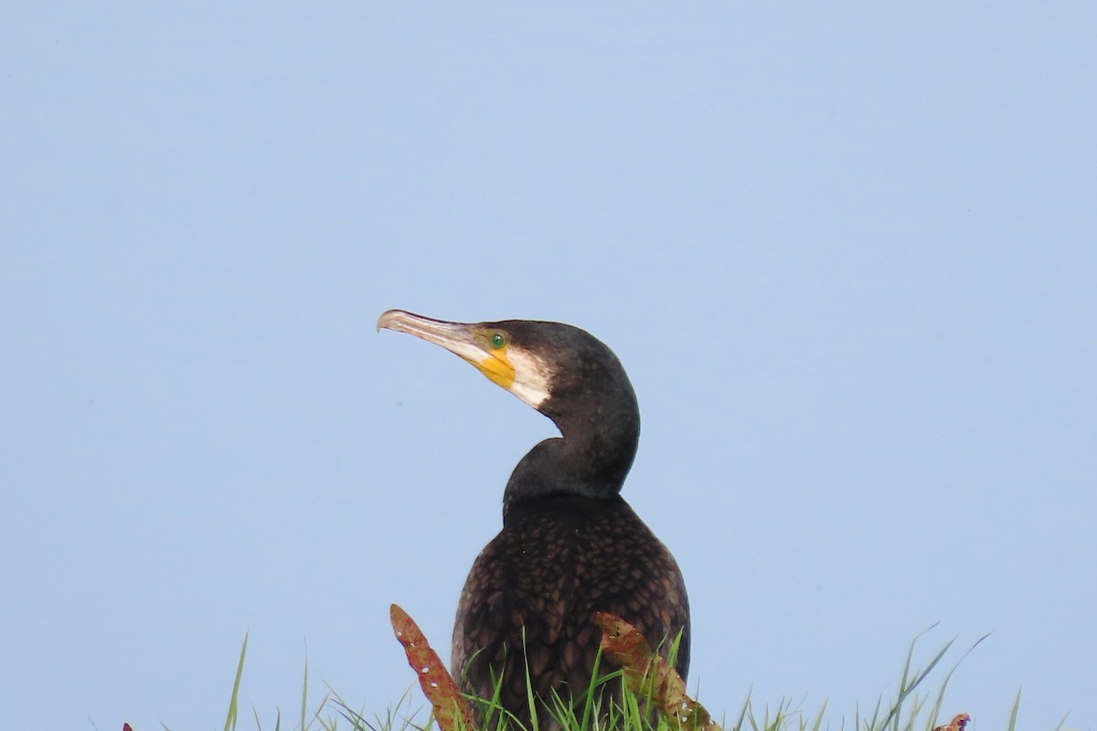 Cormorano (sinensis/hanedae) - ML371368391