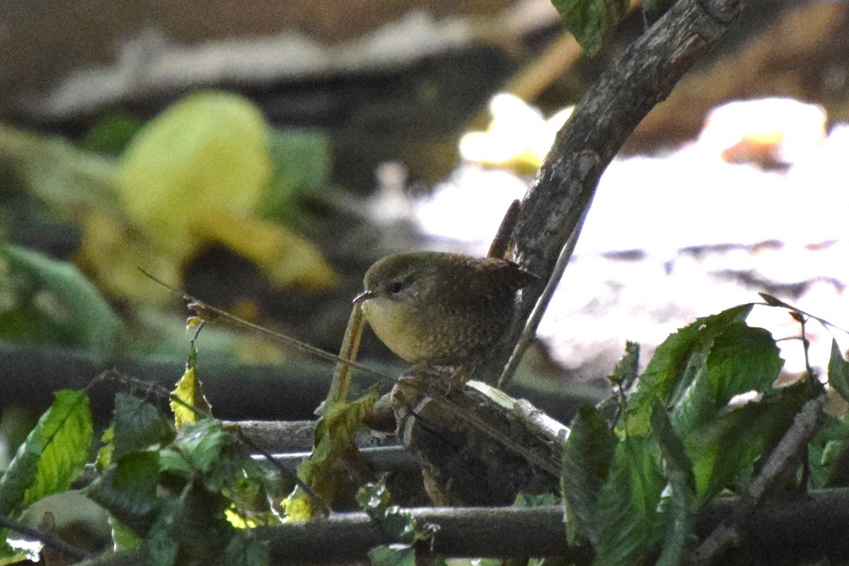 Winter Wren - irina shulgina