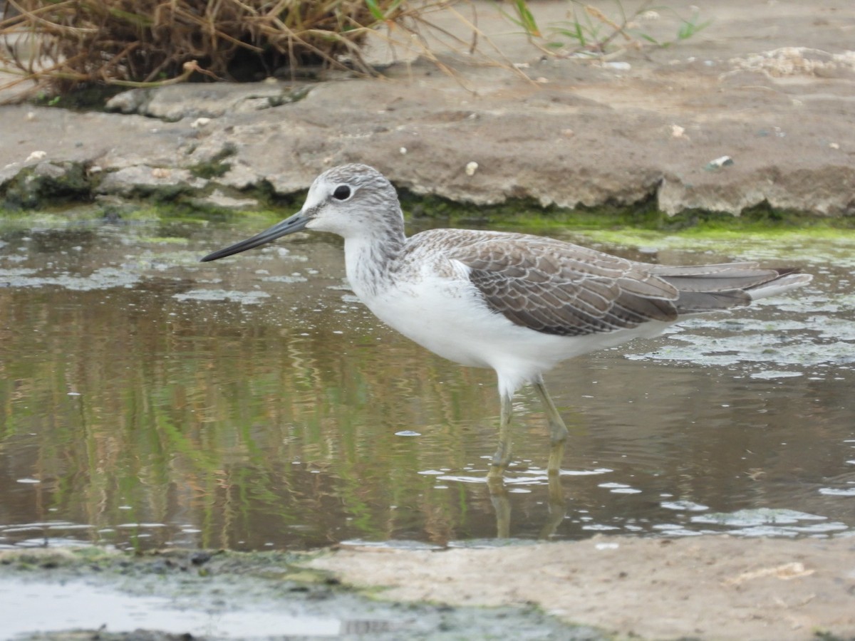 Common Greenshank - Lakshmikant Neve