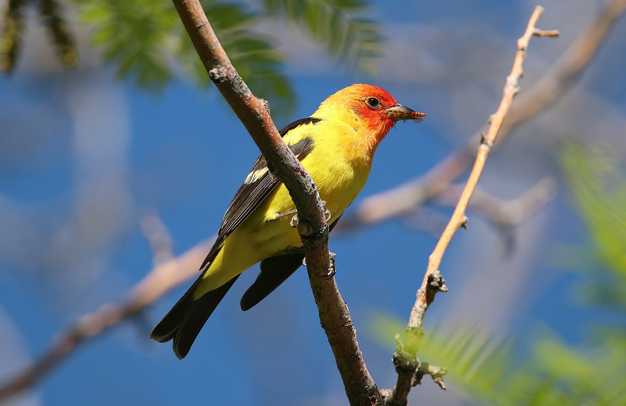Western Tanager