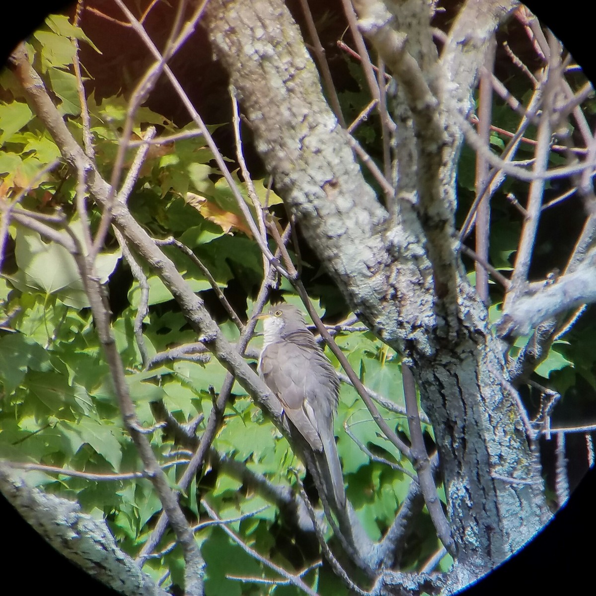 Yellow-billed Cuckoo - ML37137161