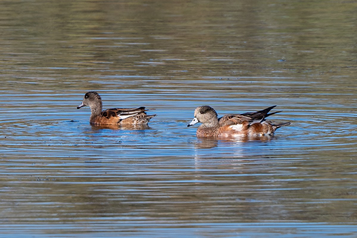 American Wigeon - ML371371701