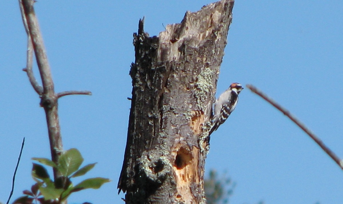 Downy Woodpecker - ML37137181