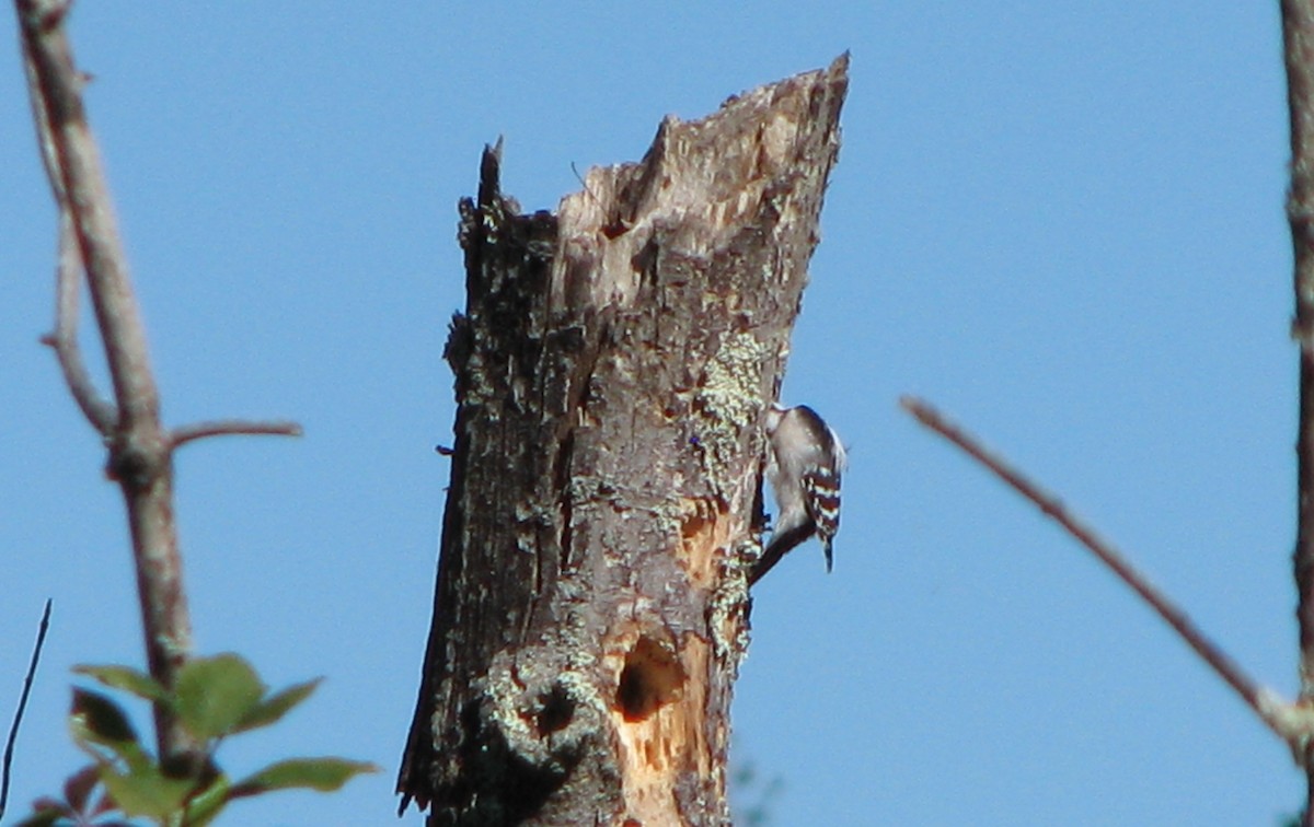 Downy Woodpecker - Chris Martone