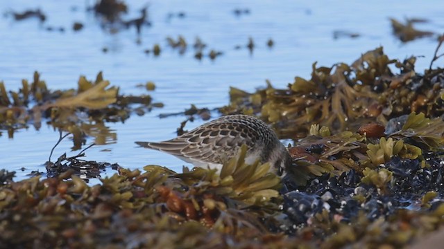 Semipalmated Sandpiper - ML371372021