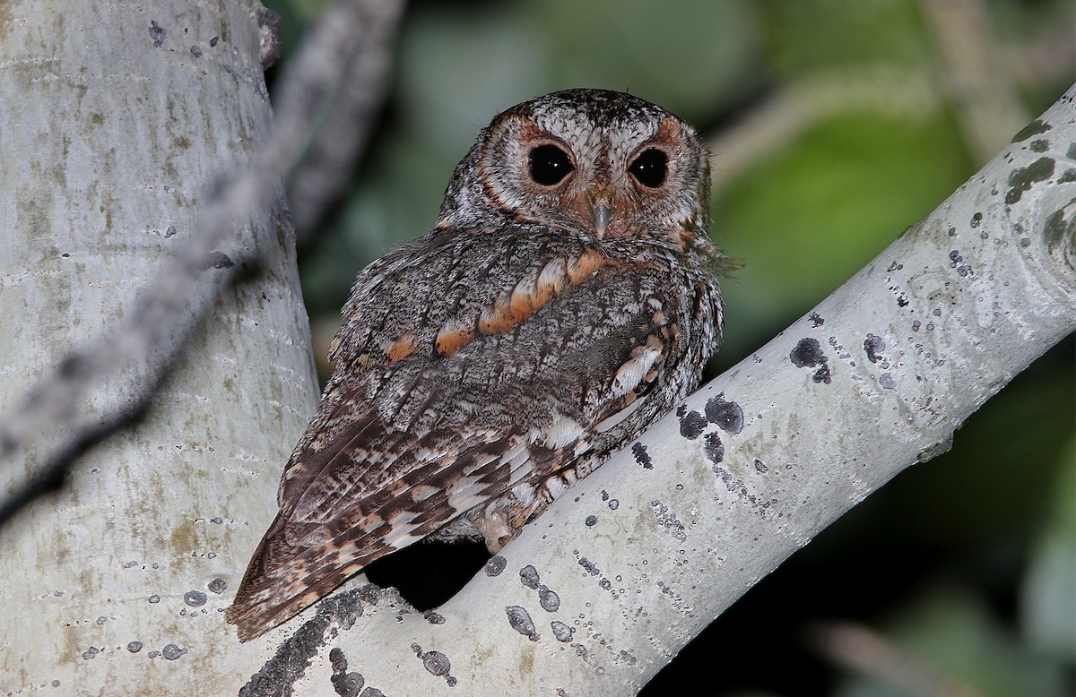 Flammulated Owl - Pitta Tours